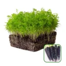 Growtime Black Carrot Microgreen Seeds