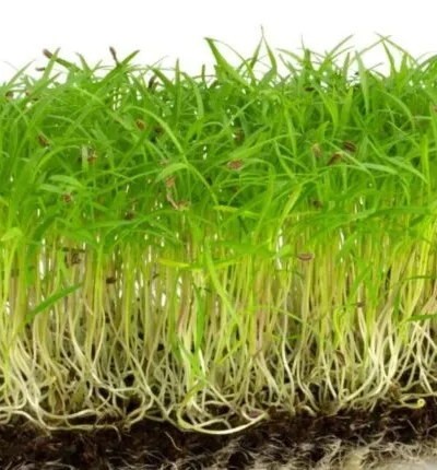 Growtime Carrot (European) Microgreen Seeds