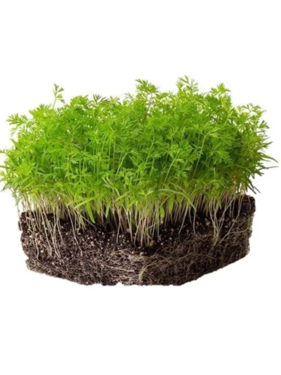 Carrot Seeds for Microgreen
