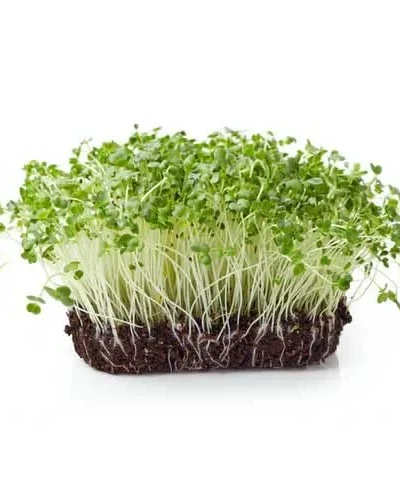 Cauliflower Seeds for Microgreen