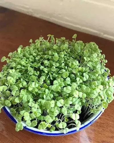 Growtime Chia Microgreen Seeds