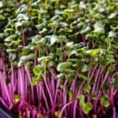 Kale Red Seeds for Microgreen