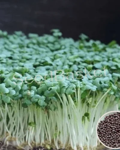 Mustard Chinese Seeds for Microgreen