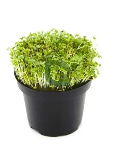 Mizuna Seeds for Microgreen