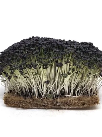 Mizuna Red Seeds for Microgreen