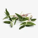 Growtime Moong Bean Microgreen Seeds