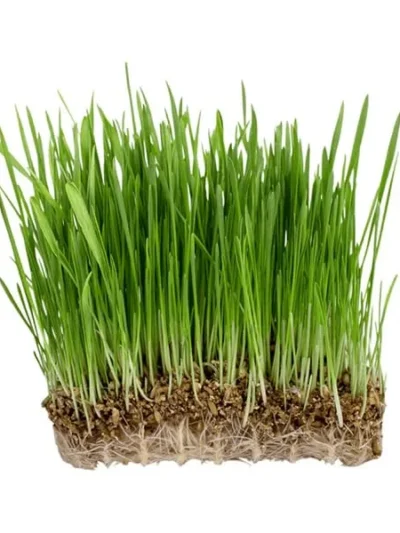 Oats Grass Seeds for Microgreen