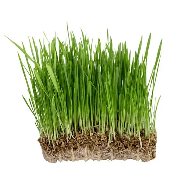 Oats Grass Seeds for Microgreen