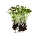 Pakchoy Red Seeds for Microgreen