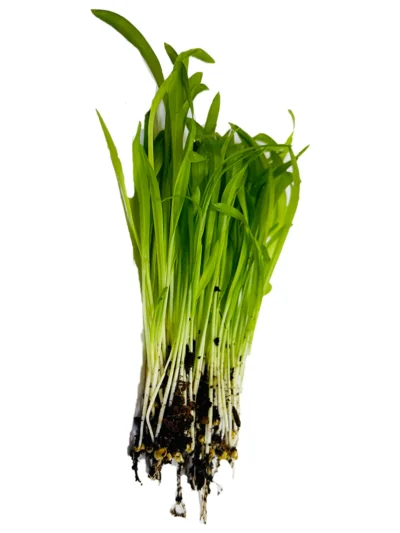 Growtime Pearl Millet Microgreen Seeds