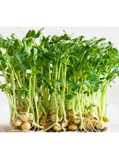 Microgreen Green Peas Seeds