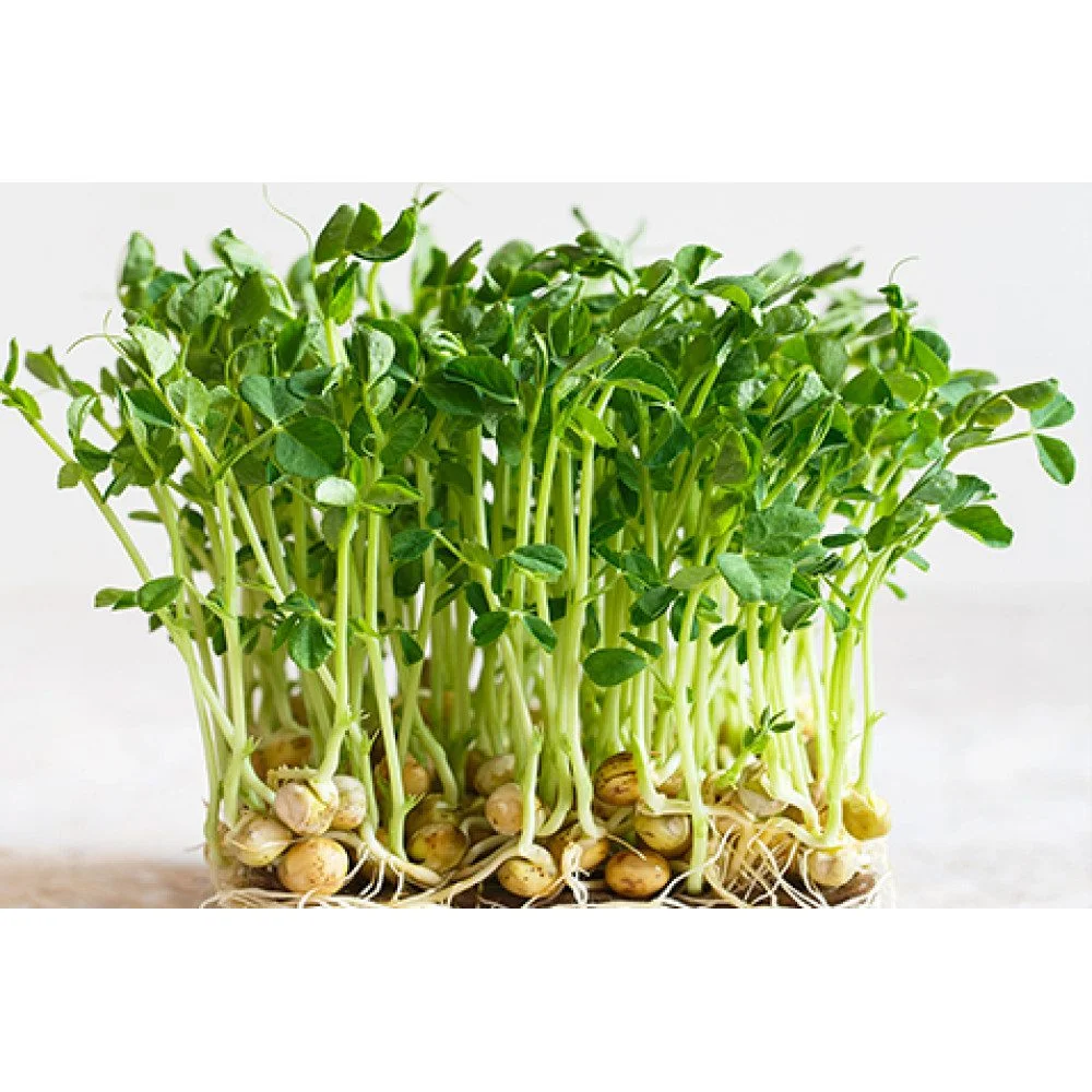 Microgreen Green Peas Seeds