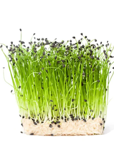 Onion Seeds for Microgreen