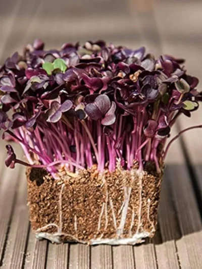 Radish Red Round Seeds for Microgreen