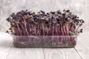 Turnip Red Seeds for Microgreen