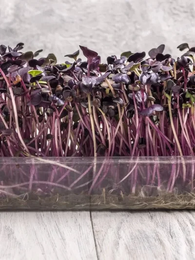 Turnip Red Seeds for Microgreen