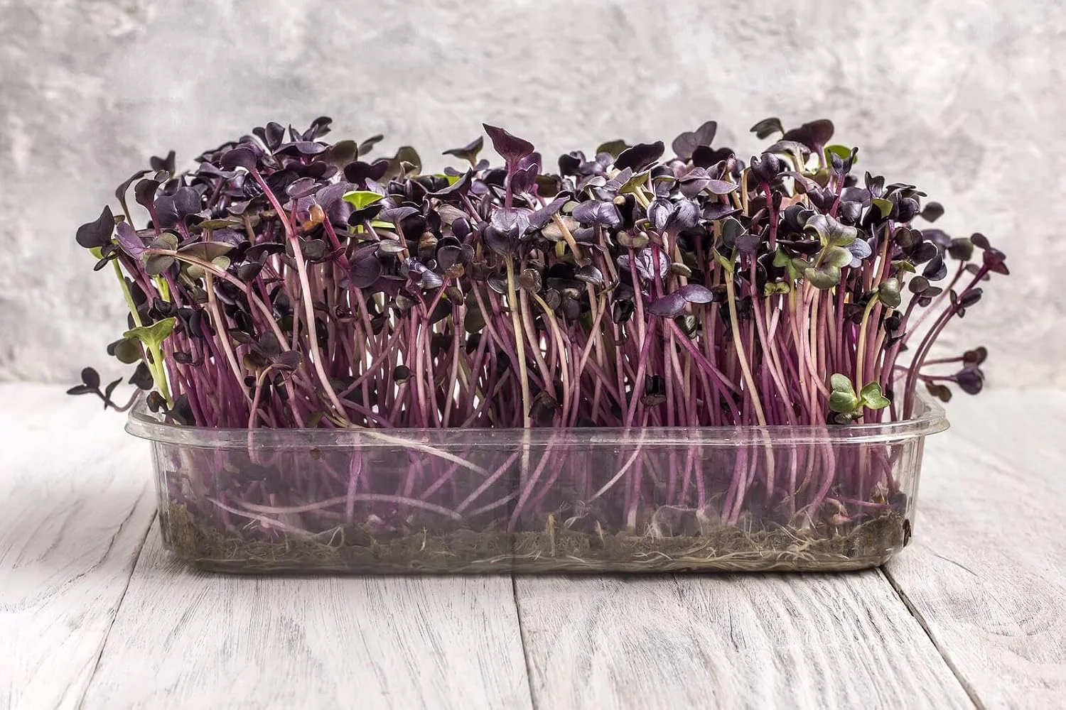 Turnip Red Seeds for Microgreen