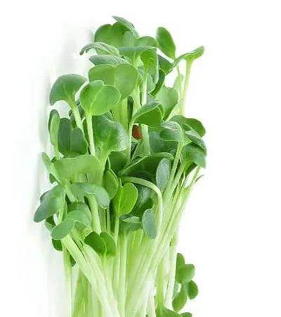 Growtime Alfa Alfa Microgreen Seeds