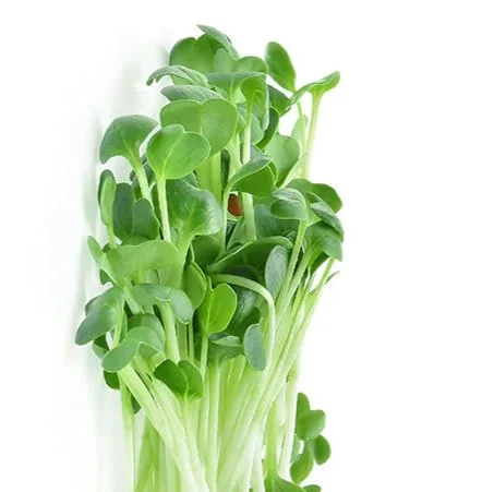 Growtime Alfa Alfa Microgreen Seeds