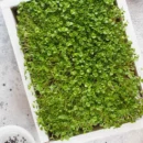 Growtime Basil Green Microgreen Seeds
