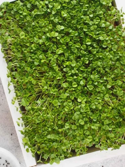 Growtime Basil Green Microgreen Seeds