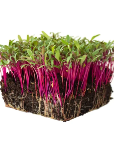 Beetroot Seeds for Microgreen