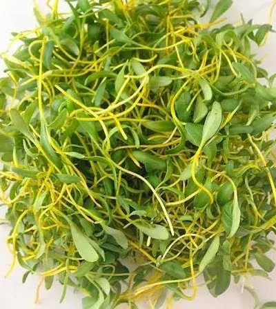 Beetroot Seeds for Microgreen (Yellow)