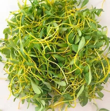 Beetroot Seeds for Microgreen (Yellow)