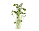 Broccoli Seeds for Microgreen