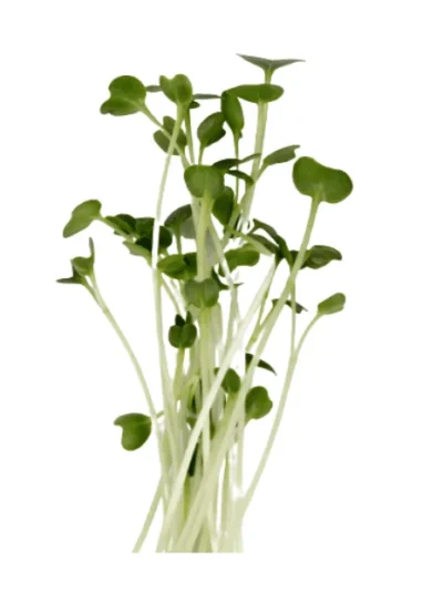 Broccoli Seeds for Microgreen