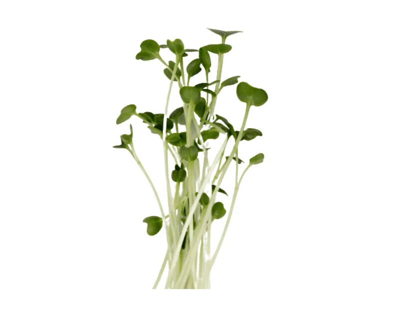 Broccoli Seeds for Microgreen