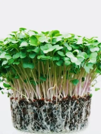 Growtime Broccoli Green Microgreen Seeds