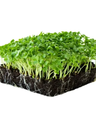 Growtime Curly Kale Microgreen Seeds