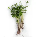 Flax Seeds for Microgreen
