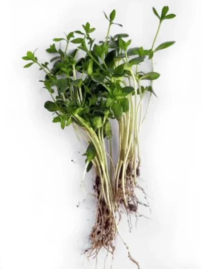 Flax Seeds for Microgreen
