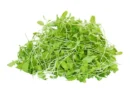Green Mustard Seeds for Microgreen