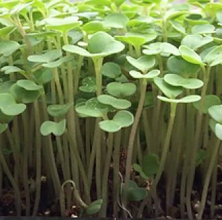 Green Kholrabi Seeds for Microgreen