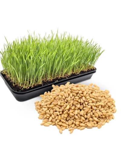 Wheat Grass Seeds for Microgreen