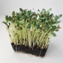 Growtime Fenugreek (Normal) Microgreen Seeds