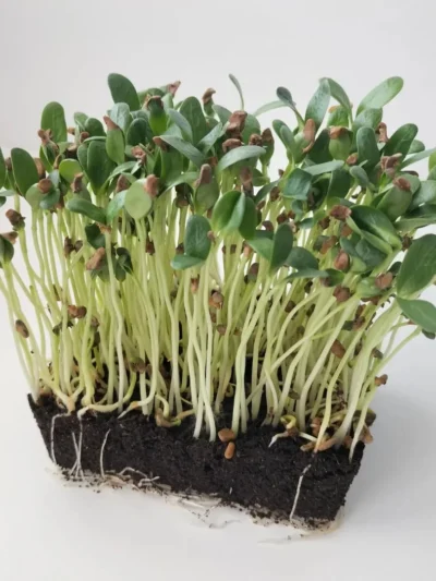 Growtime Fenugreek (Normal) Microgreen Seeds