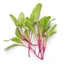 Growtime Swiss Chard Microgreen Seeds, Red
