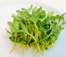 Growtime Swiss Chard Microgreen Seeds, Yellow
