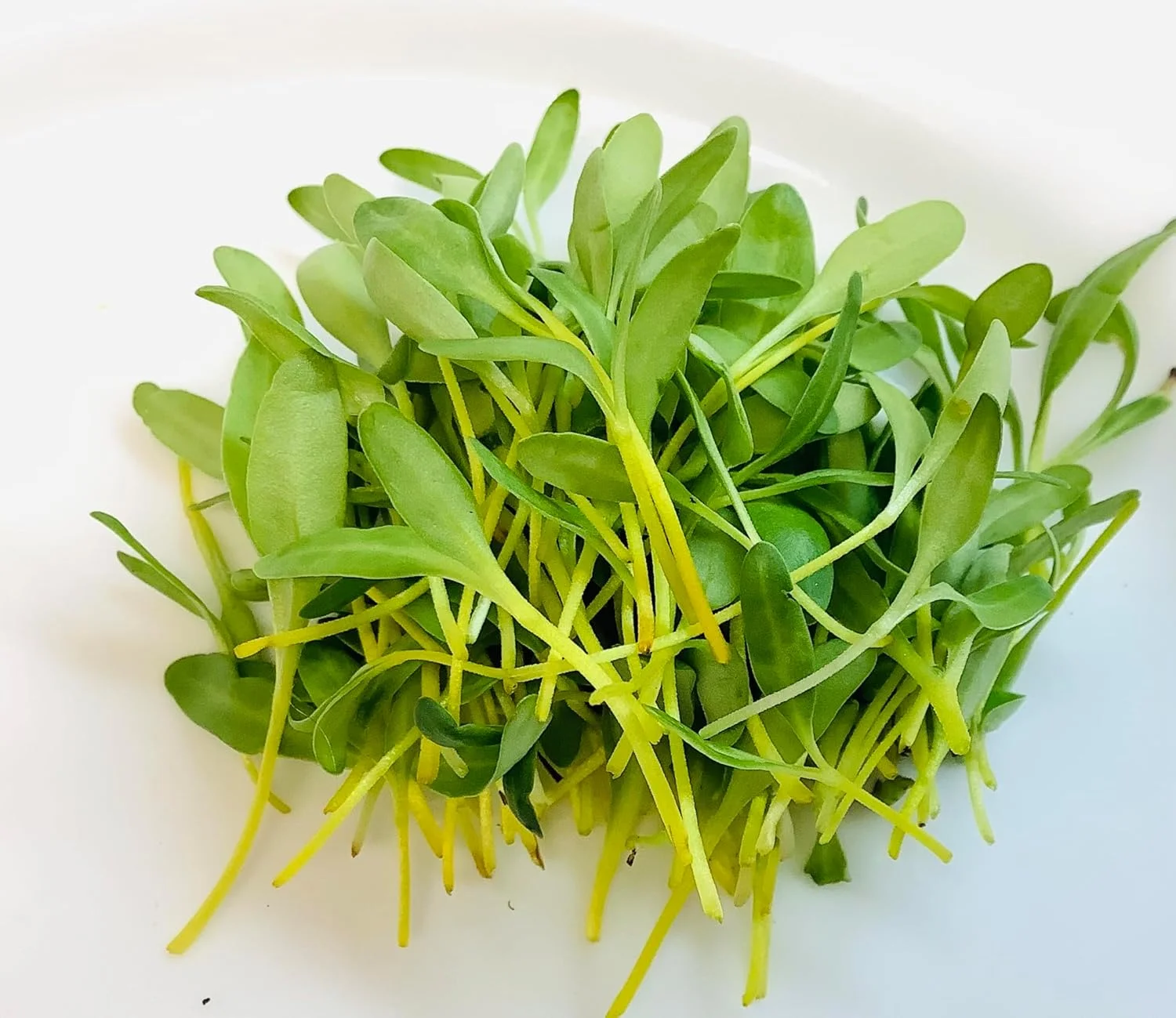 Growtime Swiss Chard Microgreen Seeds, Yellow