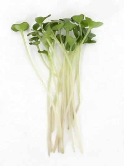 Kale Seeds for Microgreen