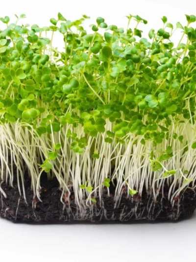 Pakchoi Seeds for Microgreen