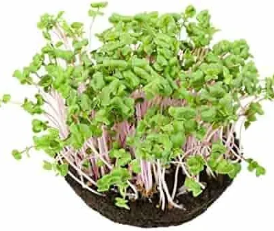 Radish Pink Seeds for Microgreen