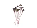 Radish Red Seeds for Microgreen