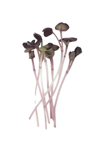 Radish Red Seeds for Microgreen