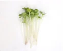 Rocket Seeds for Microgreen ( wild )