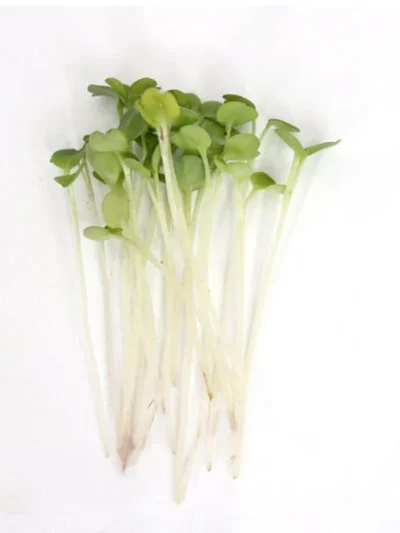 Rocket Seeds for Microgreen ( wild )